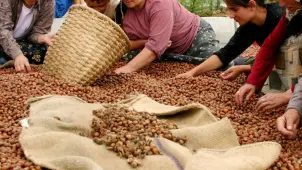 TMO’dan Çeltik ve Fındık Üreticilerine 1 Milyar TL Destek Ödemesi! İşte Detaylar... - Borsametre