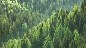 Ormanları Korumak İçin 47 İlde Giriş Yasağı: Hangi Bölgelerde Hangi Önlemler Alındı? - Borsametre