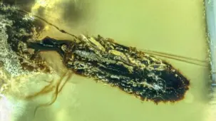 99 Milyon Yıllık Tuzak: Zombi Mantar Fosili Bulundu! - Borsametre